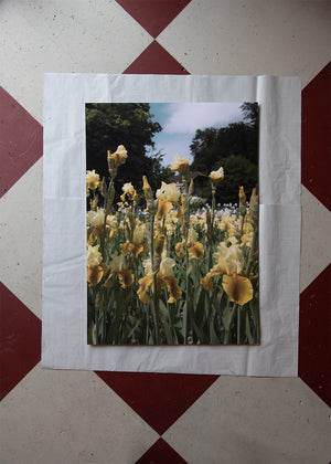 Iris Photo print